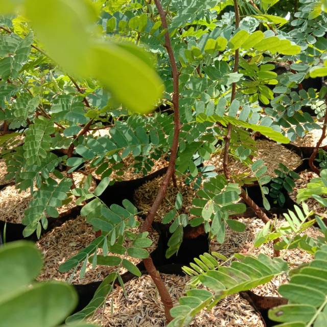 

bibit bahan asem jawa batang berkarakter