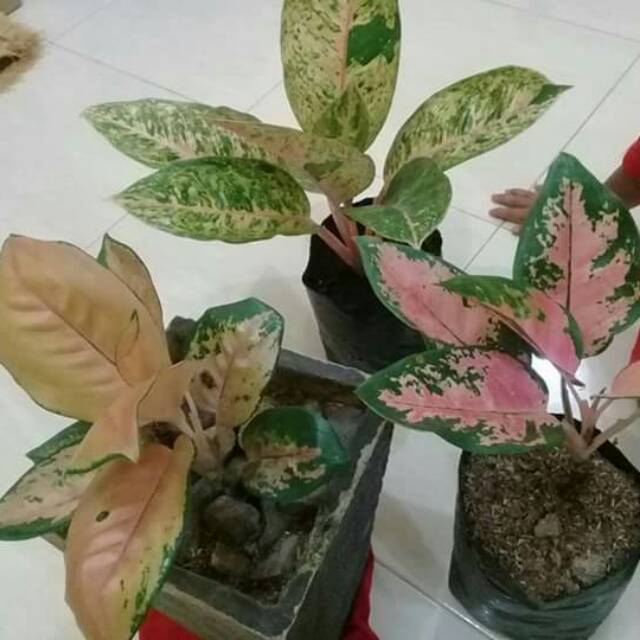 Aglonema 3 jenis