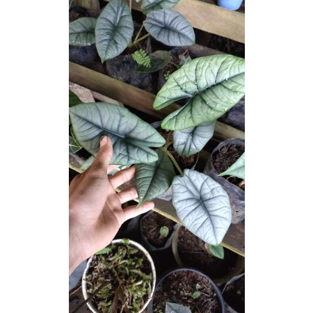 Alocasia  bisma