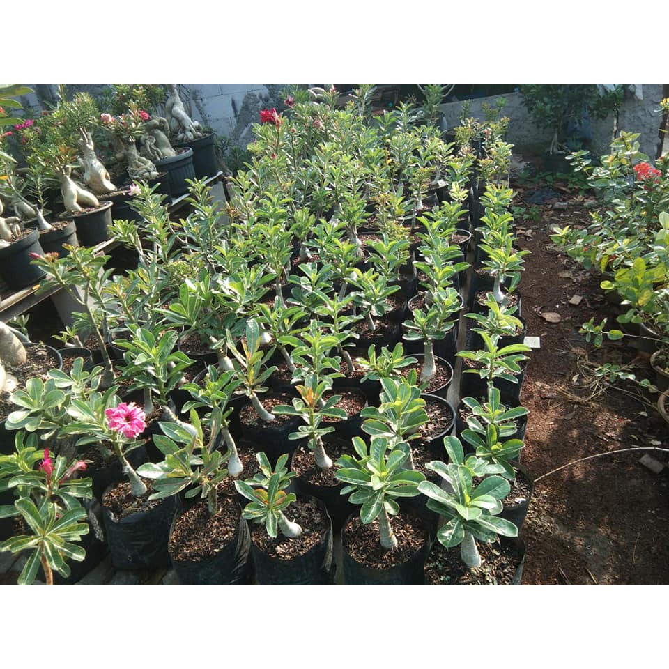 Adenium Bunga Tumpuk Grafting Size A Cantik Shopee Indonesia