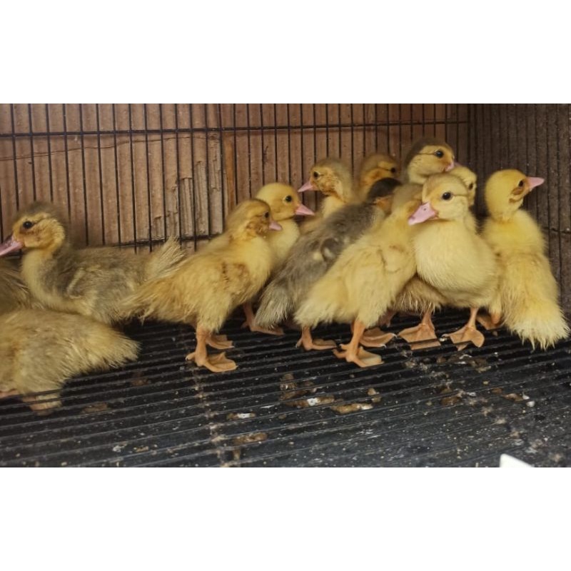 Anak entok / mentok Rambon Asli