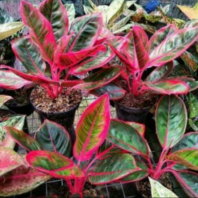  Aglaonema  Lipstik Kanza 