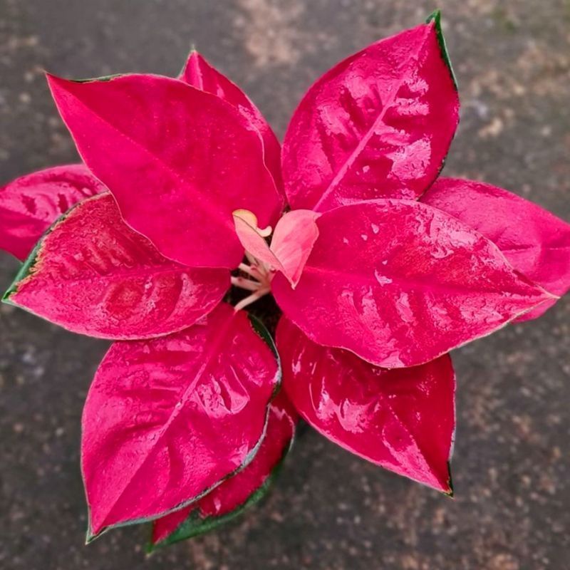 bibit tanaman hias aglonema suksom jaipong/anakan suksom jaipong