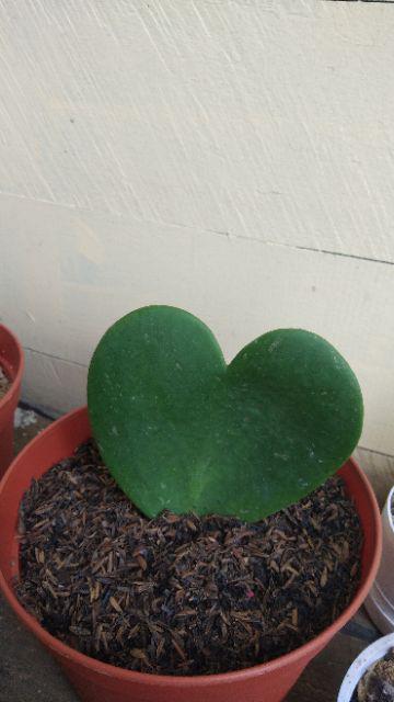 Kaktus Hoya