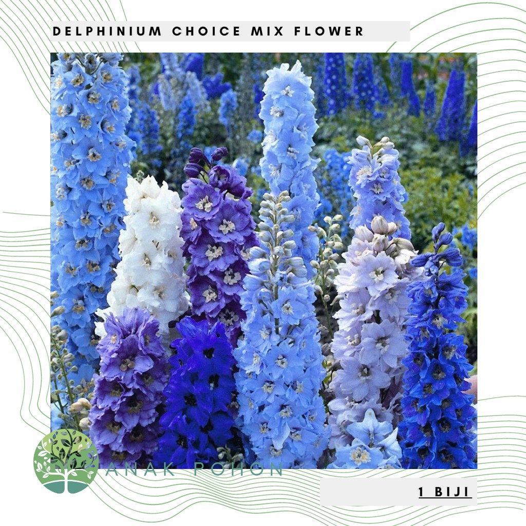 Benih Bibit Biji - Bunga Delphinium Choice Mixed Flower Seeds - IMPORT