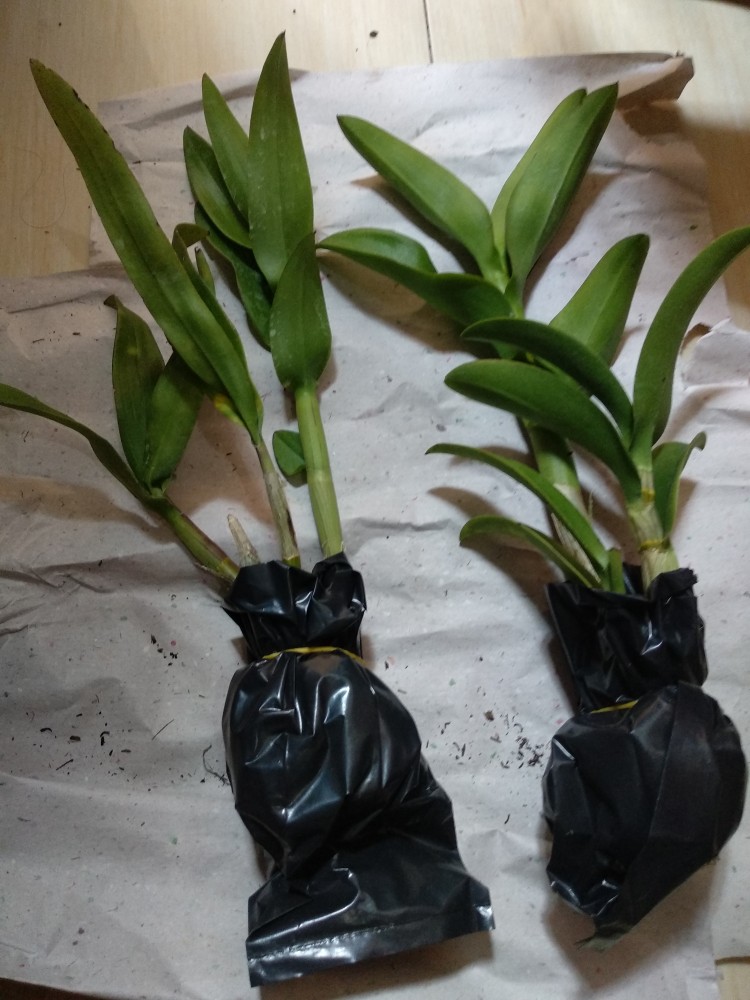 Anggrek Den White Diamon Star