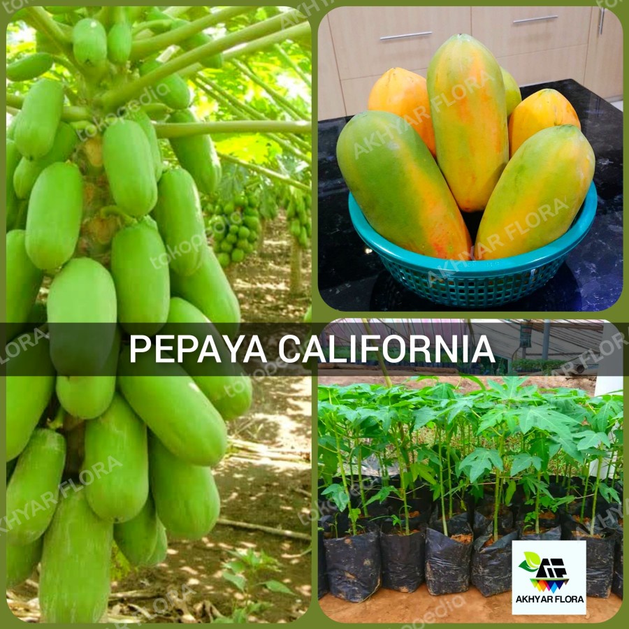 Bibit Buah Pepaya California Tanaman Buah Pepaya Calina IPB