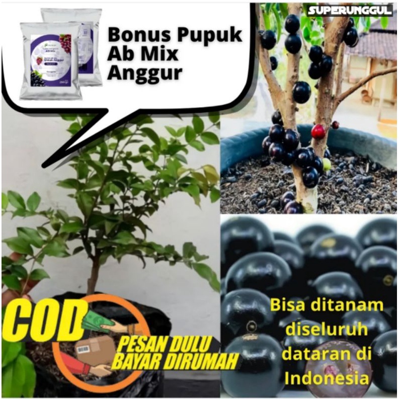 Bibit Anggur Pohon Jenis Preco Cepat berbuah