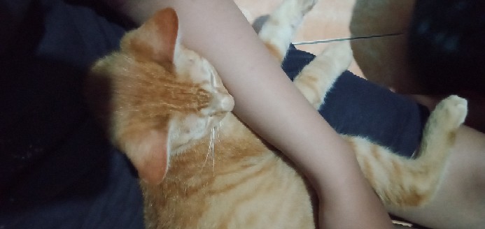 Payung Anak [ada Kuping] Model Hewan Warna-warni Lucu