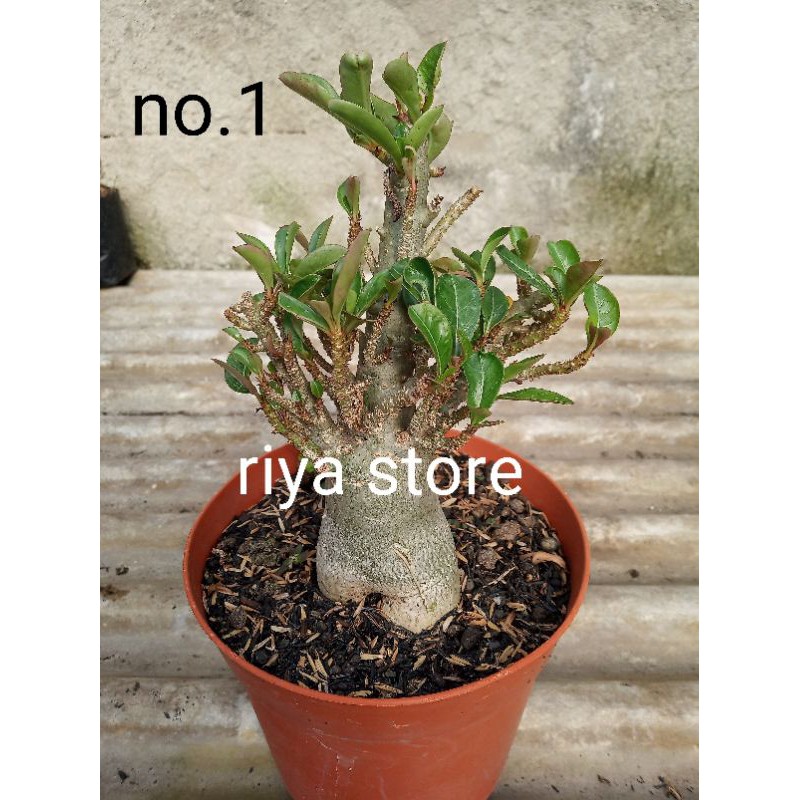 Adenium kamboja CABSER ( cabang seribu) size C
