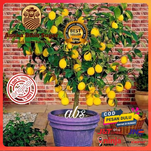 Bibit Lemon California - Lemon Amerika