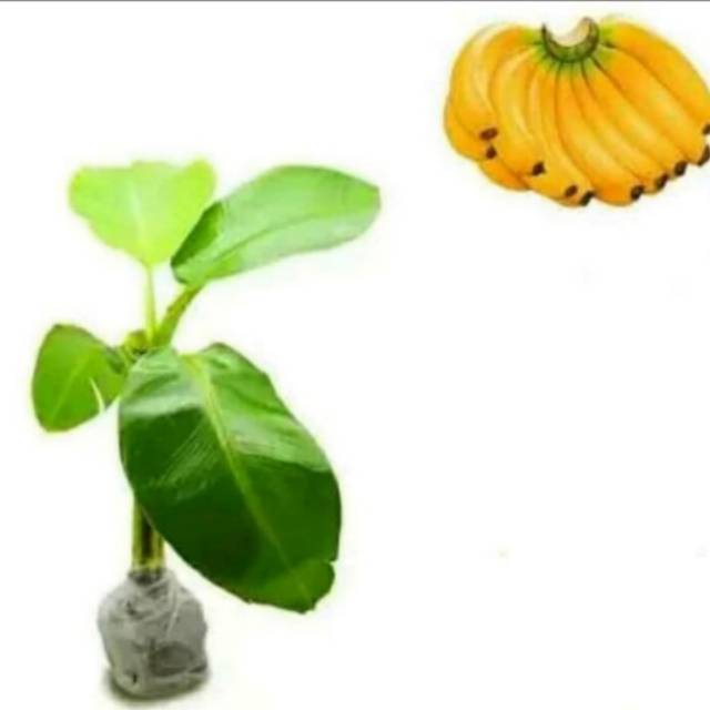 Bibit Tanaman pohon pisang raja - pohon pisang raja