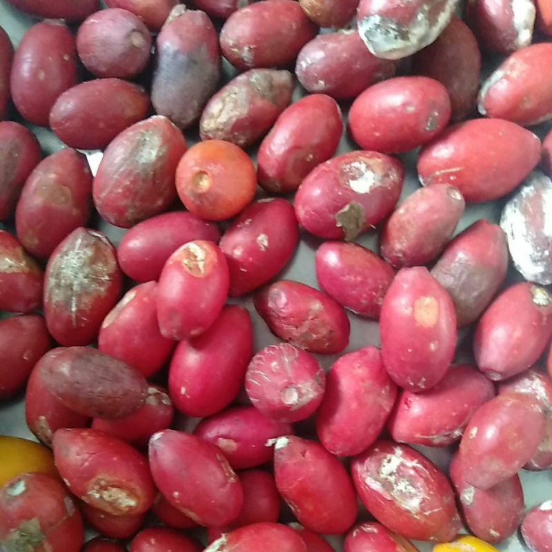 

Sayur Kulit Belinjo / Blinjo / MeLinjo / Mlinjo / Bago tanpa biji