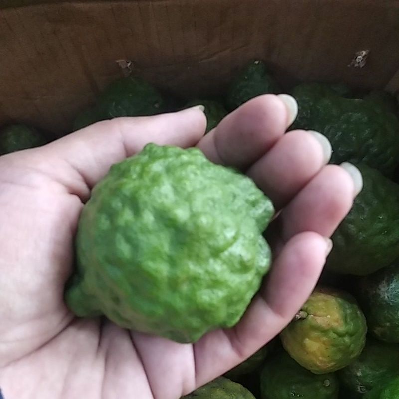 

jeruk purut jantan super jumbo1 buah