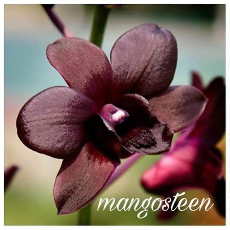 anggrek dendro mangosteen dewasa