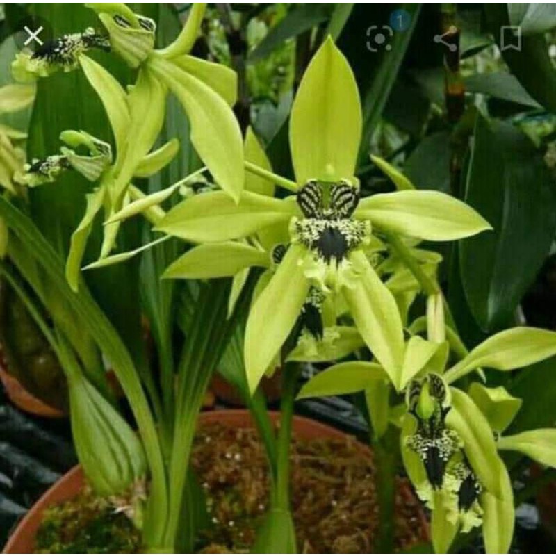 anggrek pandurata / anggrek hitam kalimantan