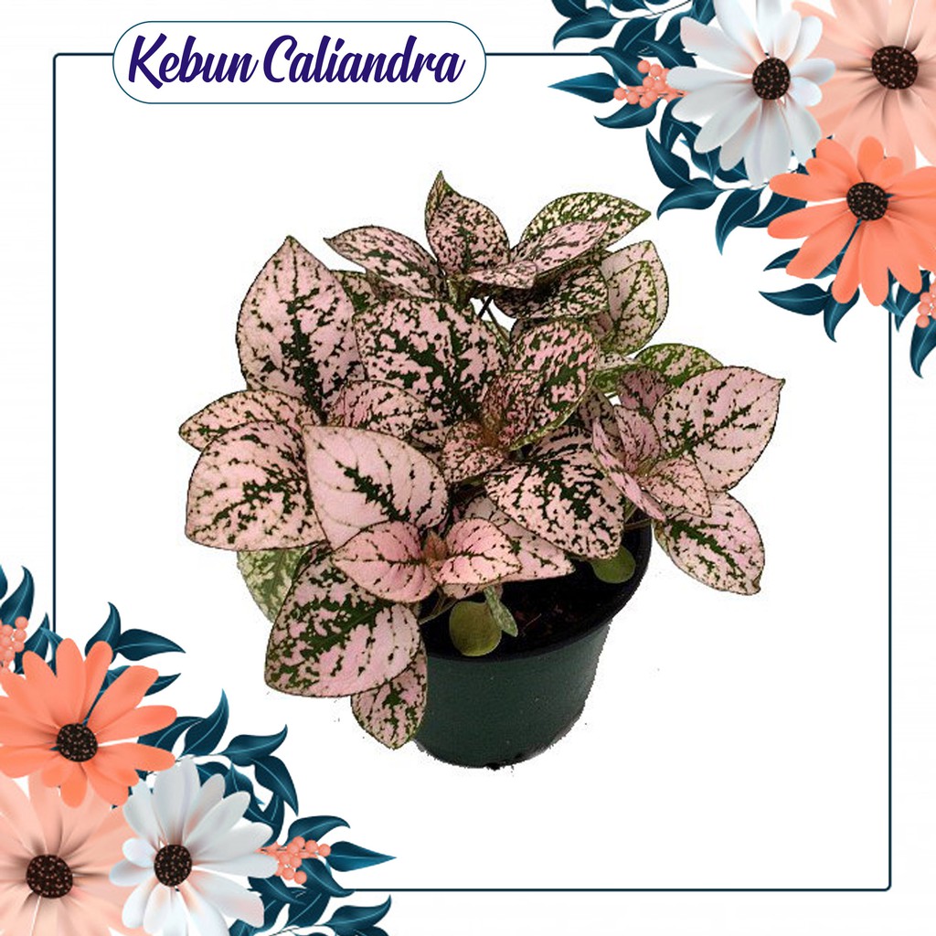 Kebun Kaliandra - Bunga Hypoestes  Polkadot Pink