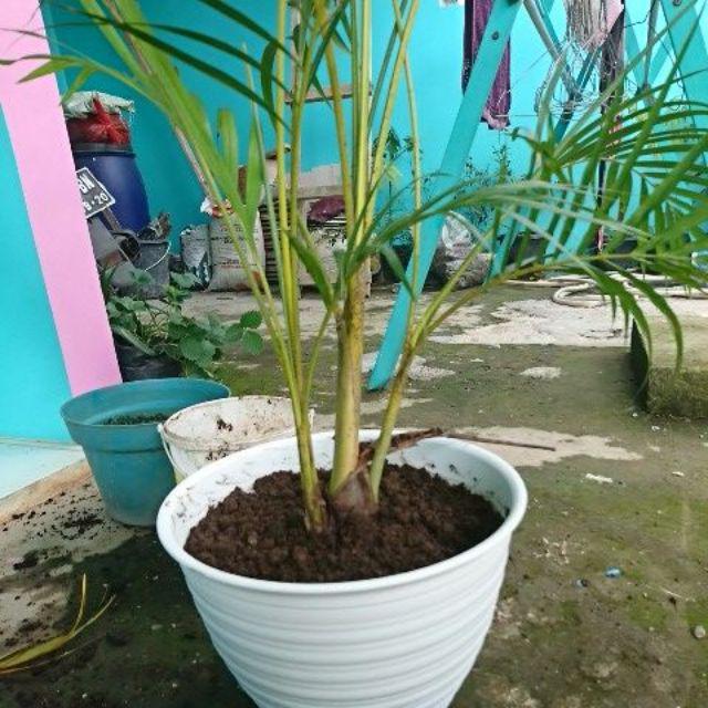  Pot  bunga tawon putih 30 tatakan Shopee Indonesia