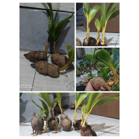 kelapa bonsai,kelapa minion, kelaa hias
