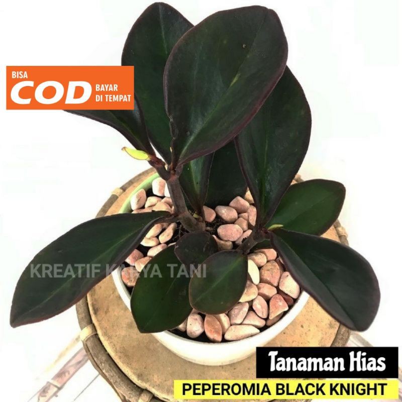Tanaman hias peperomia black knight - Teplan black - Teplan hitam