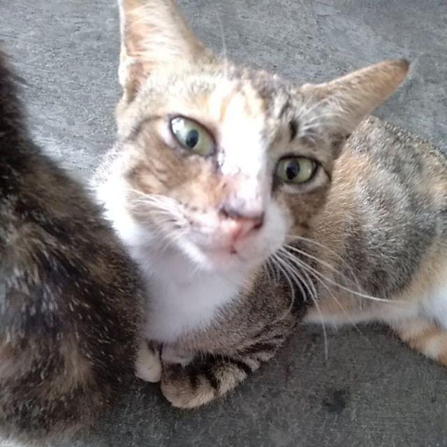 Tunik Batik Halus Hq M L Xl Xxl Modern Istimewa