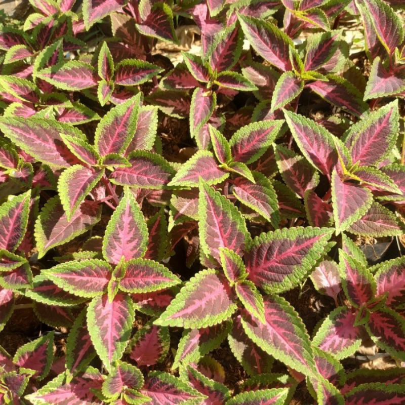 Tanaman hias miana batik - Miana Batik - Pohon Miana Batik