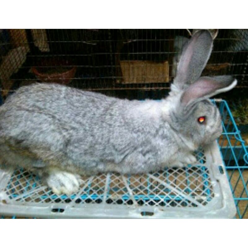 Flemish Giant Lokal