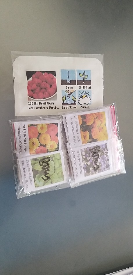 100 Benih Adas Sowa Herbal Dill Mammoth Long Island Anethum Graveolens