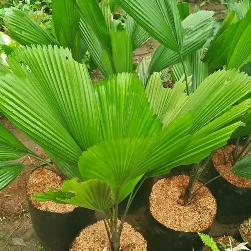 Tanaman hias palem kipas I kol I Licuala grandis