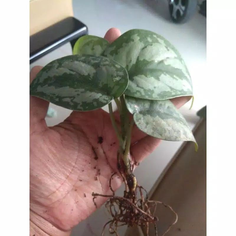 Sirih Gading Silver / Sri Sri Gading