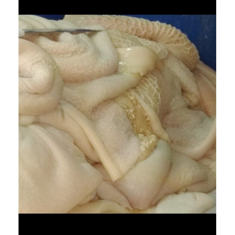 

babat sapi 500gram (putih)