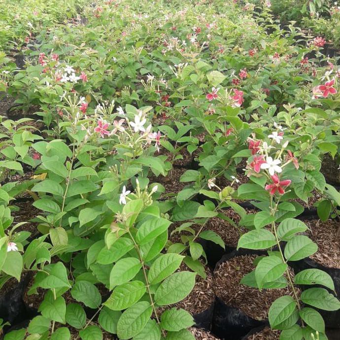 T4B Tanaman Hias Bunga Melati Belanda Bibit Pohon Bunga Thai Double Flower