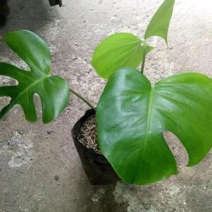 Kw Super Tanaman Hias Bibit Tanaman Monstera Deliciosa Shopee Indonesia