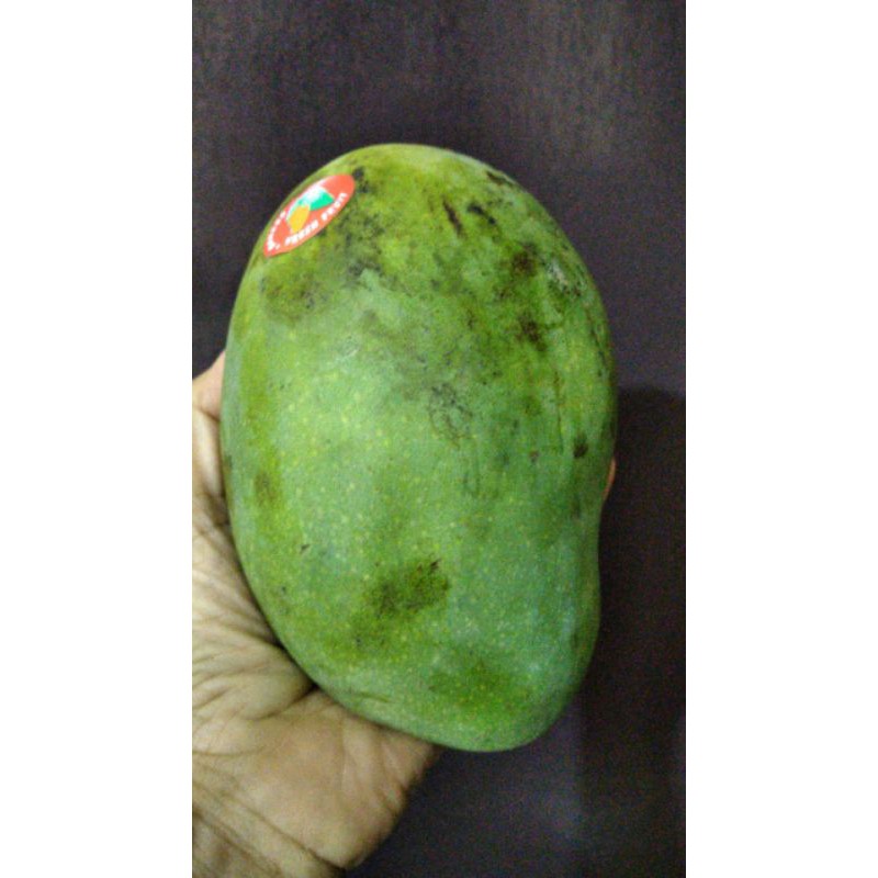 

mangga harum manis