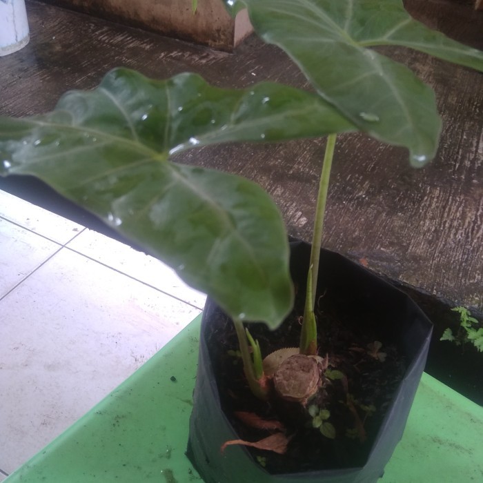 Bibit Keladi Amazon lokal