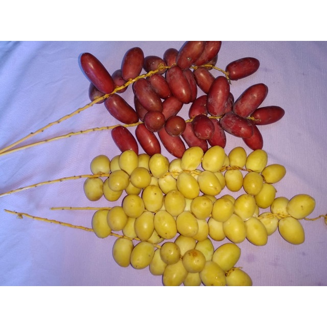 

Kurma muda langsung dari pohon