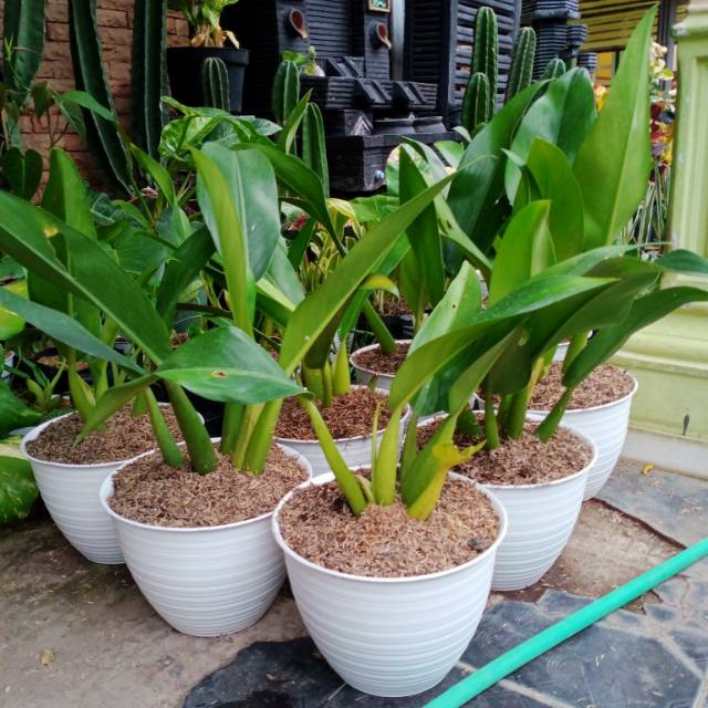 READY PROMO TANAMAN PHILO KATAK TANAMAN PHILODENDRON MARTIANUM MURAH TERAWAT