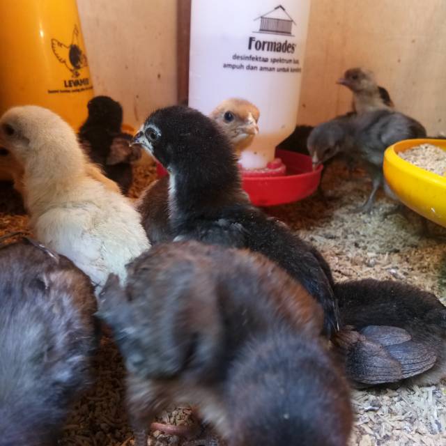 

Ayam KUB Usia 2 Minggu