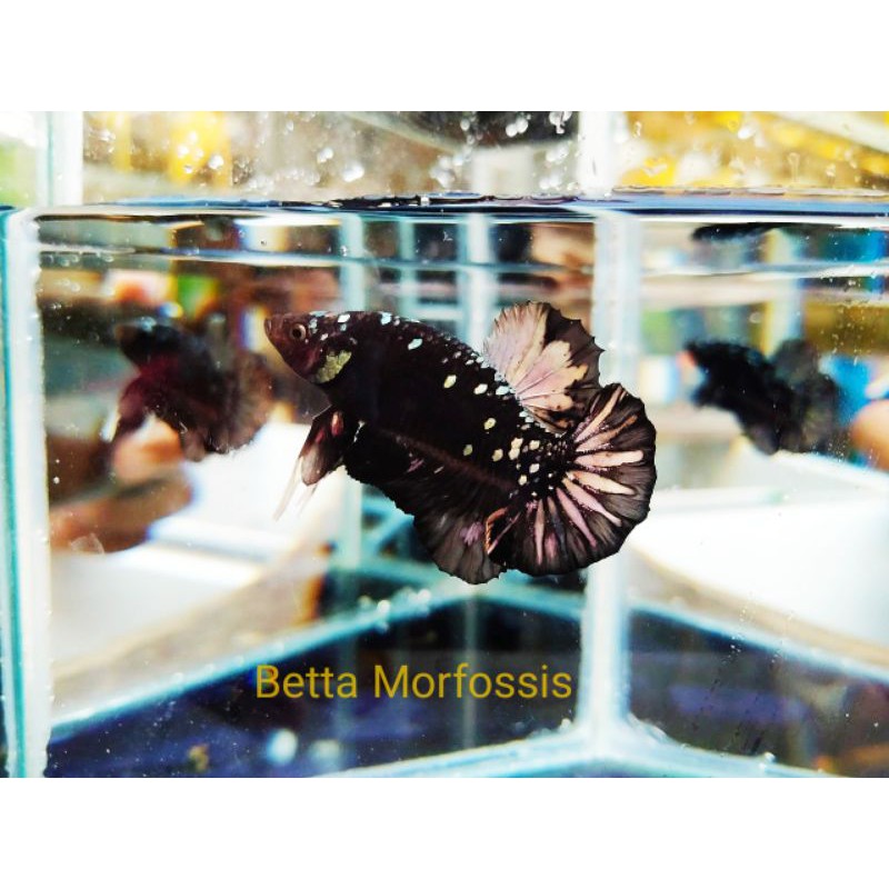 Avatar Cooper Gold/Top grade