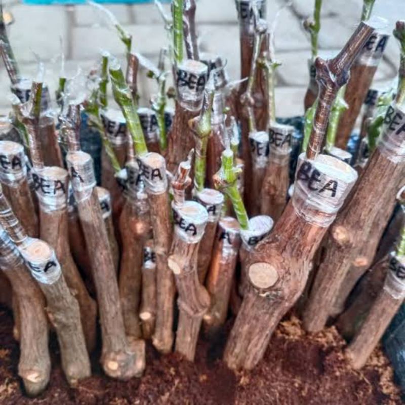 Paket 5 Cutting / Grafting Anggur Import SuperMurah