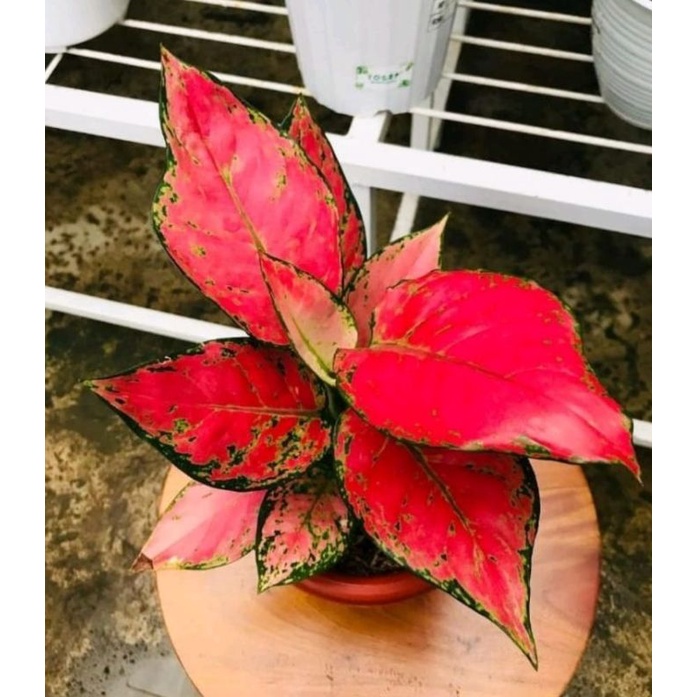 bibit bonggol aglonema red king