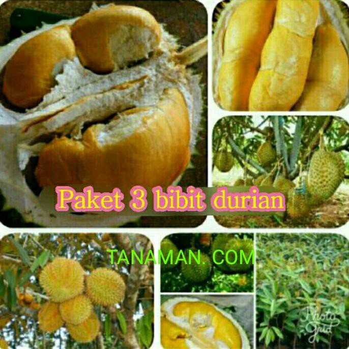 ori bibit durian 3 paket. montong. musangking. bawor asli