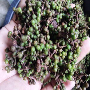 

ANDALIMAN KUALITAS SUPER GRADE A TERBAIK - 500gr BUMBU KHAS MEDAN TAPANULI