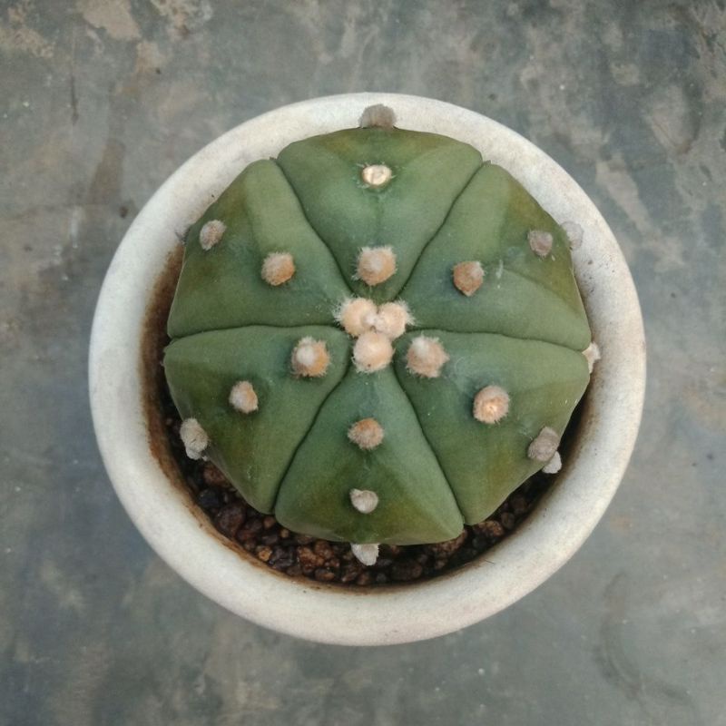 kaktus astro ooibo fukuryu induk rib 6