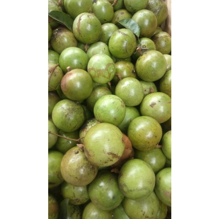 BUAH KENITU /apel susu/ sawo hijau /sawo ijo/maneccu(1kg)