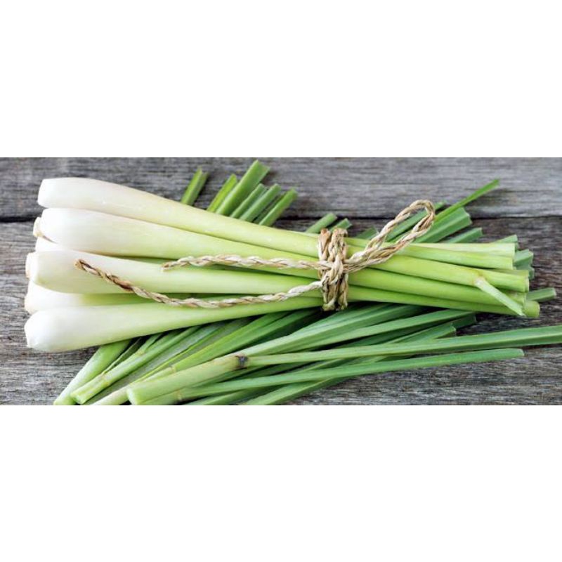 

batang sereh, lemongrass segar. Petik langsung kemas
