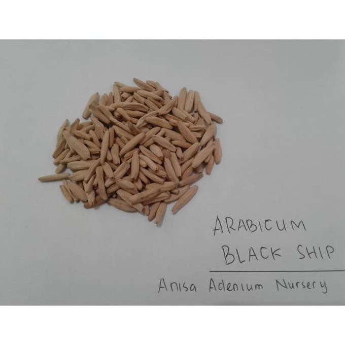 Sale Seeds/Biji/Benih Tanaman Hias Adenium Arabicum Black Ship Terbaru