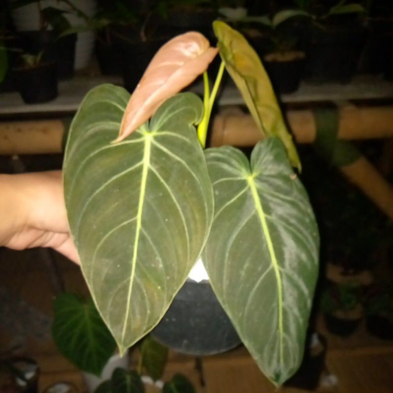 philodendron melanochrysum