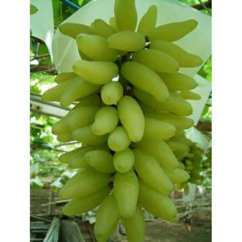 anggur import banana