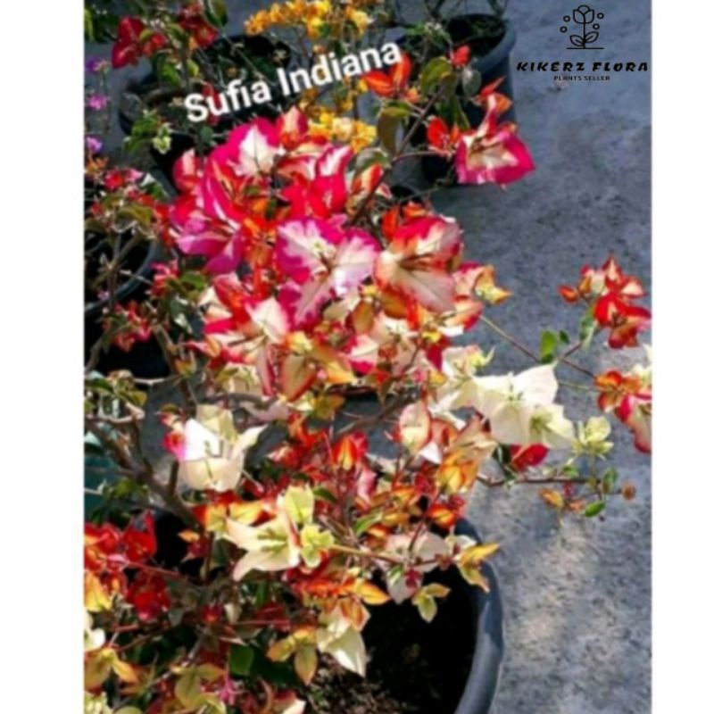 tanaman hias Bougenville bunga sufia indiana